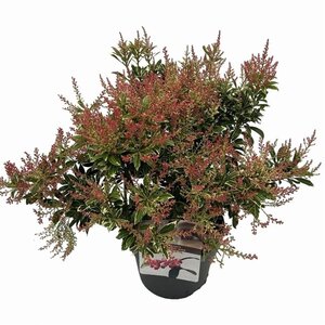 Pieris jap. Polar Passion 25-30 cm cont. 3,0L - afbeelding 5