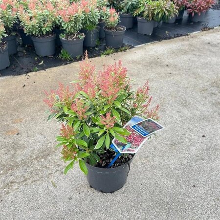 Pieris jap. Polar Passion 25-30 cm cont. 3,0L - afbeelding 3