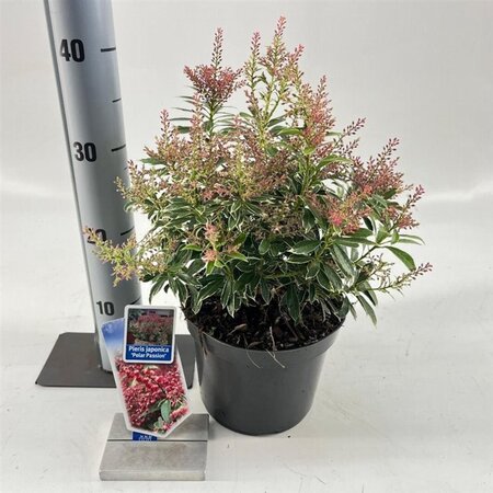 Pieris jap. Polar Passion 25-30 cm cont. 3,0L - afbeelding 2
