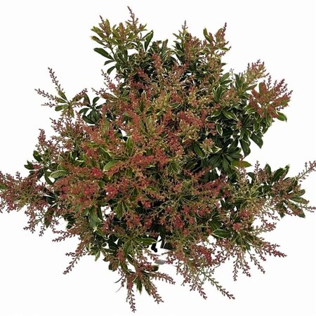 Pieris jap. Polar Passion 25-30 cm cont. 3,0L - afbeelding 4