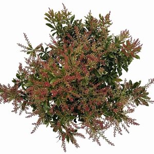 Pieris jap. Polar Passion 25-30 cm cont. 3,0L - afbeelding 4
