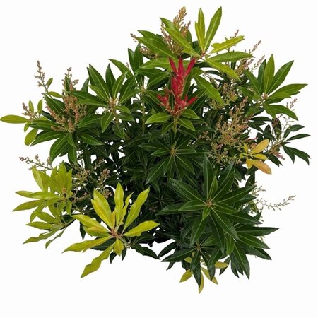 Pieris 'Forest Flame' 25-30 cm cont. 3,0L - afbeelding 7