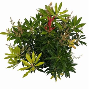 Pieris 'Forest Flame' 25-30 cm cont. 3,0L - afbeelding 7