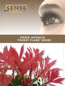 Pieris 'Forest Flame' 25-30 cm cont. 3,0L - afbeelding 5