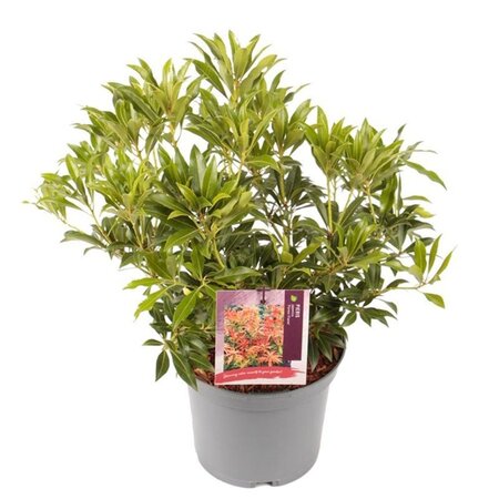 Pieris 'Forest Flame' 25-30 cm cont. 3,0L - afbeelding 6