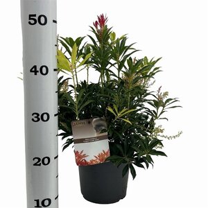 Pieris 'Forest Flame' 25-30 cm cont. 3,0L - afbeelding 8