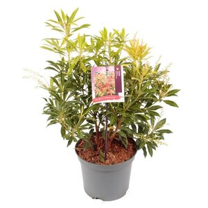 Pieris 'Forest Flame' 25-30 cm cont. 3,0L - afbeelding 9