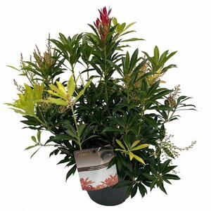 Pieris 'Forest Flame' 25-30 cm cont. 3,0L - afbeelding 9