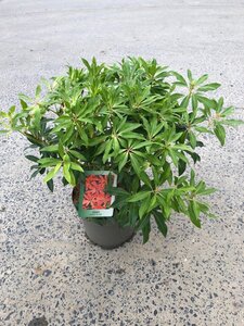 Pieris 'Forest Flame' 30-40 cm cont. 3,5L