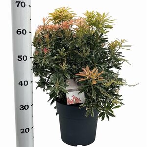 Pieris 'Flaming Silver' 50-60 cm cont. 10L - afbeelding 2
