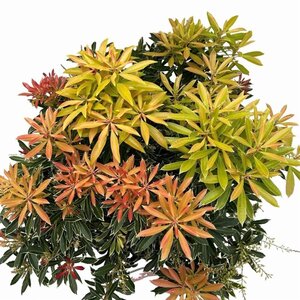 Pieris 'Flaming Silver' 50-60 cm cont. 10L - afbeelding 3