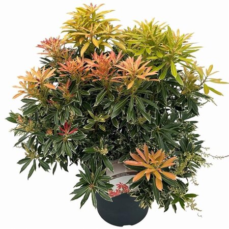 Pieris 'Flaming Silver' 50-60 cm cont. 10L - afbeelding 4