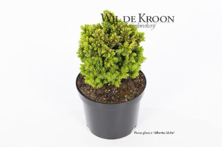 Picea gl. 'Alberta Globe' 15-20 cm cont. 2,0L - afbeelding 3