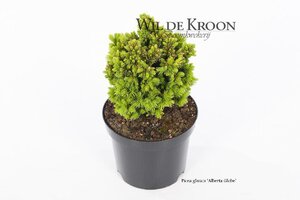 Picea gl. 'Alberta Globe' 15-20 cm cont. 2,0L - afbeelding 3
