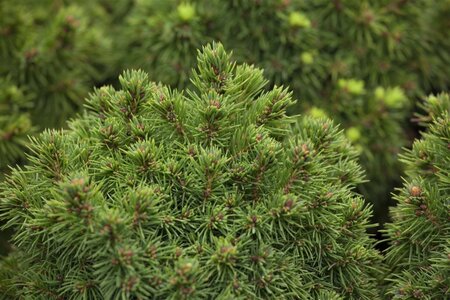 Picea gl. 'Alberta Globe' 15-20 cm cont. 3,0L - afbeelding 1