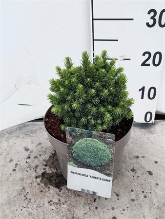 Picea gl. 'Alberta Globe' 15-20 cm cont. 3,0L - afbeelding 3