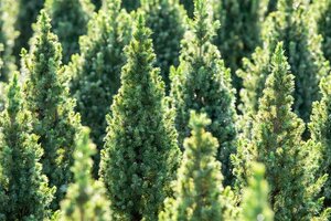 Picea gl. 'Conica' 30-40 cm cont. 3,0L - afbeelding 2