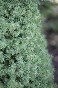 Picea gl. 'Conica' 30-40 cm cont. 3,0L - afbeelding 3