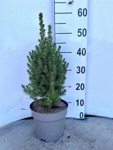 Picea gl. 'Conica' 30-40 cm cont. 3,0L - afbeelding 6