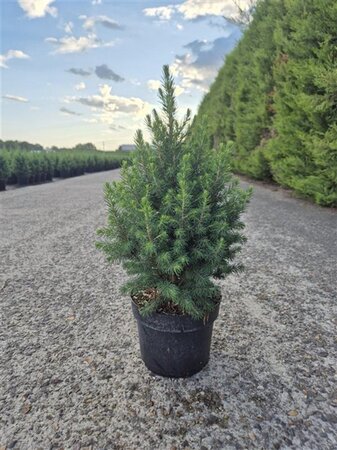 Picea gl. 'Conica' 30-40 cm cont. 3,0L - afbeelding 5