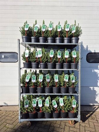 Picea gl. 'Conica' 30-40 cm cont. 3,0L - afbeelding 4