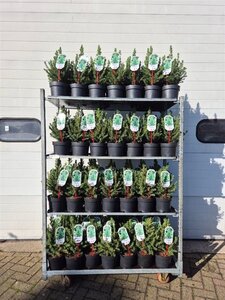 Picea gl. 'Conica' 30-40 cm cont. 3,0L - afbeelding 4