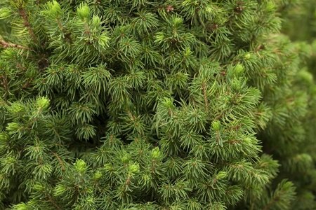 Picea gl. 'Daisy's White' 25-30 cm cont. 2,0L - image 1