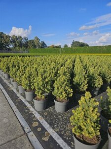 Picea gl. 'Rainbow's End' 20-25 cm cont. 2,0L - afbeelding 3