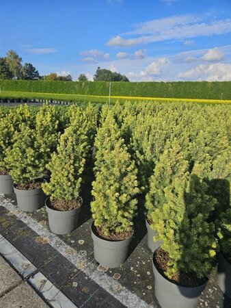 Picea gl. 'Rainbow's End' 20-25 cm cont. 2,0L - afbeelding 4