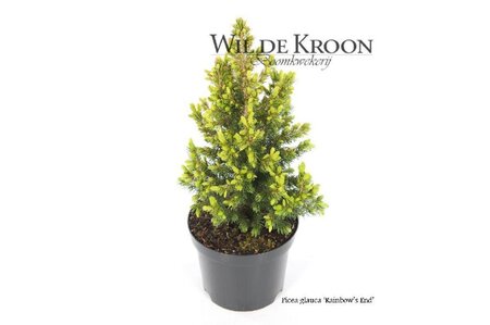 Picea gl. 'Rainbow's End' 20-25 cm cont. 2,0L - afbeelding 2