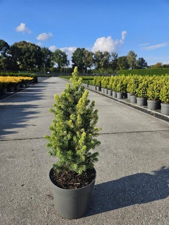 Picea gl. 'Rainbow's End' 20-25 cm cont. 2,0L - afbeelding 5