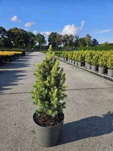 Picea gl. 'Rainbow's End' 20-25 cm cont. 2,0L - afbeelding 5