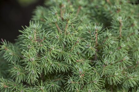 Picea gl. 'Rainbow's End' 20-25 cm cont. 2,0L - afbeelding 1