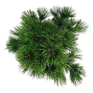 Pinus heldreichii 'Compact Gem' 30-40 cm cont. 7,5L - afbeelding 4