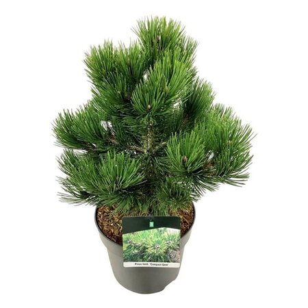 Pinus heldreichii 'Compact Gem' 30-40 cm cont. 7,5L - afbeelding 5