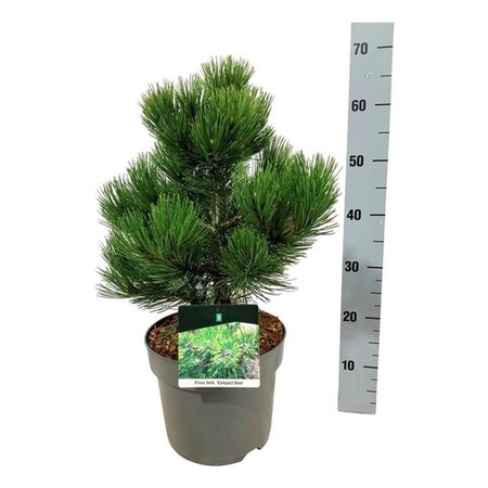 Pinus heldreichii 'Compact Gem' 30-40 cm cont. 7,5L - afbeelding 7