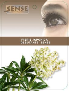Pieris jap. 'Debutante' 25-30 cm cont. 3,0L - afbeelding 3