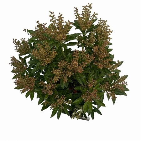 Pieris jap. 'Debutante' 25-30 cm cont. 3,0L - afbeelding 4