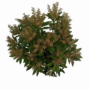 Pieris jap. 'Debutante' 25-30 cm cont. 3,0L - afbeelding 4