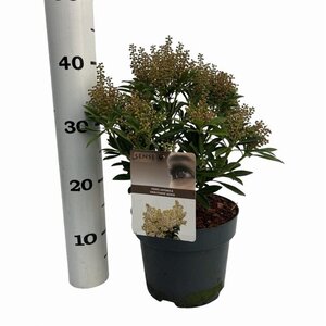 Pieris jap. 'Debutante' 25-30 cm cont. 3,0L - afbeelding 5