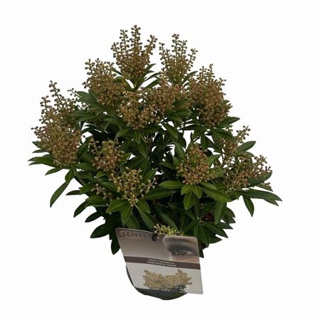 Pieris jap. 'Debutante' 25-30 cm cont. 3,0L - afbeelding 6