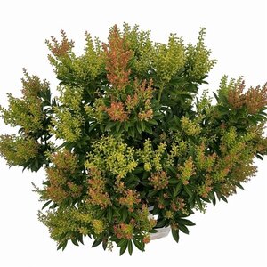 Pieris jap. 'Debutante' 50-60 cm cont. 10L - afbeelding 2