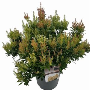 Pieris jap. 'Debutante' 50-60 cm cont. 10L - afbeelding 3