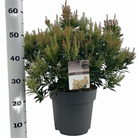 Pieris jap. 'Debutante' 50-60 cm cont. 10L - afbeelding 4