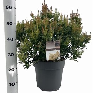 Pieris jap. 'Debutante' 50-60 cm cont. 10L - afbeelding 4