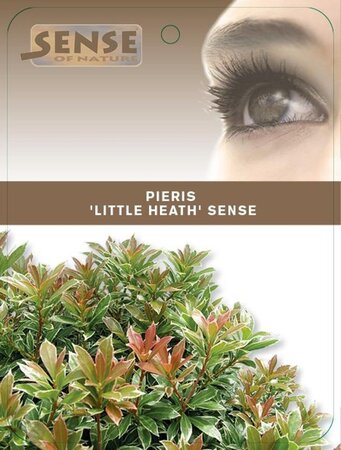 Pieris jap. 'Little Heath' 25-30 cm cont. 3,0L - afbeelding 1