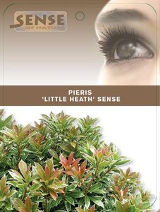 Pieris jap. 'Little Heath' 25-30 cm cont. 3,0L