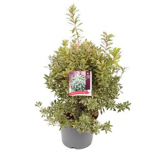 Pieris jap. 'Little Heath' 25-30 cm cont. 3,0L - afbeelding 6