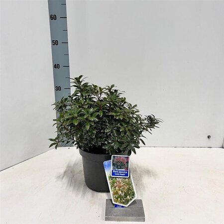 Pieris jap. 'Little Heath' 25-30 cm cont. 3,0L - afbeelding 7