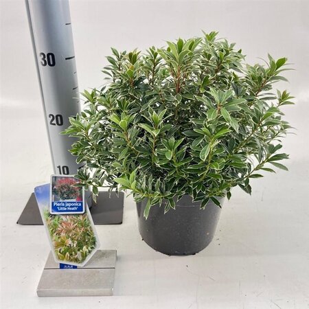 Pieris jap. 'Little Heath' 25-30 cm cont. 3,0L - afbeelding 5